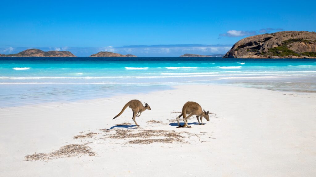 Canguros Australia
